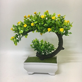 Chậu cây bonsai phú quý - Chậu cây cảnh để bàn