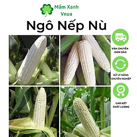 Mua Hạt Giống Bắp Nếp Nù - Ngô Nếp Nù - Gói 50gr