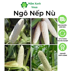 Hạt Giống Bắp Nếp Nù - Ngô Nếp Nù - Gói 50gr