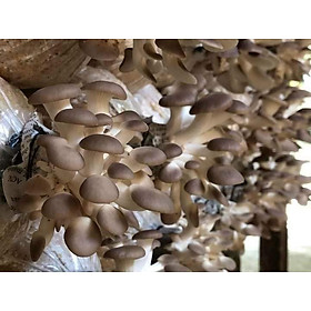 Mua Phôi Nấm Bào Ngư Xám