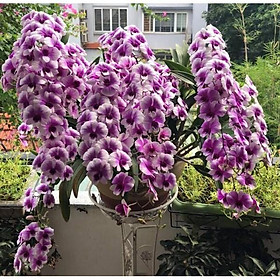 Cây Lan Dendro YaYa Mini Siêu Siêng Hoa, Cực dễ chăm - Cây to sắp hoa - giao cây to như hình