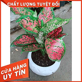 Chậu hoa vạn lộc Nhiều Người Mua