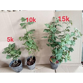Mua cúc chi rủ vàng  trắng