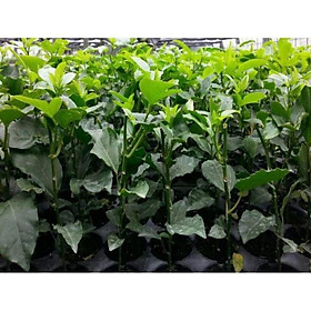 Mua CÂY GIỐNG CHANH LEO VÀNG NGỌT COLOMBIA NHIỆT ĐỚI SIÊU QUẢ SIÊU NĂNG SUẤT- CAM KÊT GIỐNG CHUẨN F1