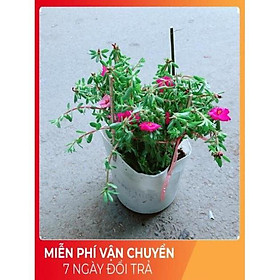 Hoa Mười Giờ Giống Mới