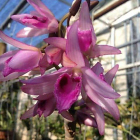 Hoa lan phi điệp Nù Tali 68 giống , cây cực đẹp