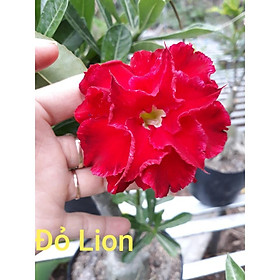 CÂY HOA SỨ THÁI CÁNH KÉP " ĐỎ LION "-củ size to đại bự ,rễ quái thành hình, hàng tuyển loại 1