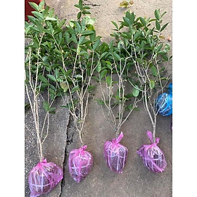 Cây mộc hương ta chuẩn giống cây cao 80-1m cây 2 năm tuổi