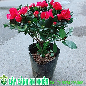 Mua Hoa Đỗ Quyên (hồng đậm  hồng nhạt  tím)