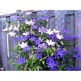 Mua COMBO 5 CỦ GIỐNG hoa leo ông lão-củ giống