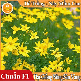 Hạt giống Hoa Cúc Sao Băng Vàng ( Gói 0,03 gram ) - Nông Sản Vàng