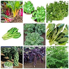 Combo  9 gói hạt giống rau dể trồng các loại,hạt giống- tặng 1 phân bón
