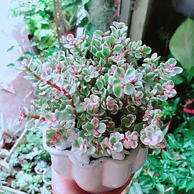Mua Chậu Cây Đô La Hồng