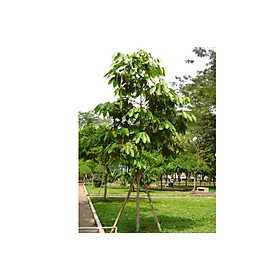 Mua Cây giống Dầu Rái   Cây công trình hoặc trồng lấy gỗ     CÂY GIỐNG CAO HƠN 1M  .