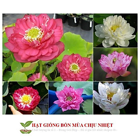 Mua Gói 5 hạt giống sen bách diệp - sen quan âm mix 5 màu: đỏ  tím  vàng  trắng  hồng ĐẾN MÙA TRỒNG TẾT