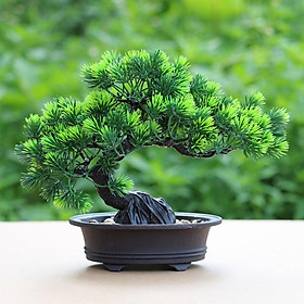Mua Cây thông giả  chậu cây cảnh bonsai trang trí để bàn  kệ tủ xanh mát tự nhiên CT-03