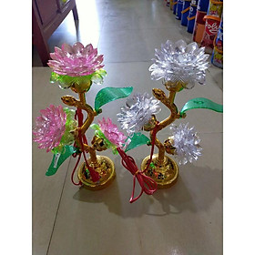 Mua Sen thờ 3 hoa