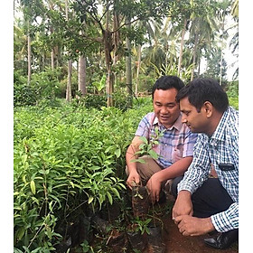 Mua Cây giống đàn hương trắng Ấn Độ