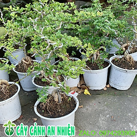 Cây Cần Thăng Bonsai Trung