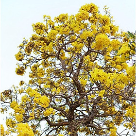 BẦU CÂY PHONG LINH VÀNG GIỐNG
