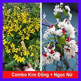 Mua Combo cây kim đồng vàng + cây ngọc nữ + tặng phân bón cho cây