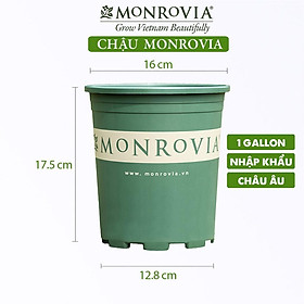 Chậu nhựa trồng cây MONROVIA để bàn, treo ban công, treo tường, ngoài trời, sân vườn, tiêu chuẩn Châu Âu