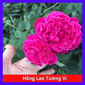 Hồng Leo Tường Vi - cây cảnh vườn + tặng phân bón cho cây