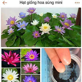 Hạt giống Hoa Súng thái lan, hoa Súng mini nhiều màu nảy mầm cao waterlily seeds - not lotus