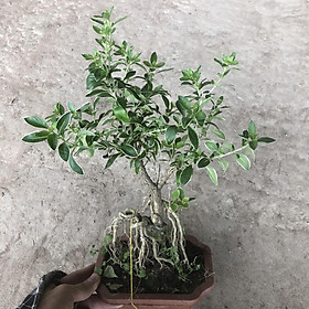 Mua Cây bạch tuyết mai bon sai  chiều cao 20cm bộ dễ to khỏe bắt mắt dáng dẹp sức sống cực mạnh làm đẹp cho sân vườn