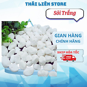 (1 Kg) Sỏi Trắng Cao Cấp Dùng Trải Nền Trang Trí Chậu Cây, Sân Vườn, Bể Cá, Tiểu Cảnh Terrarium