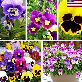 Hạt giống hoa pansy hoa cánh đơn nhiều màu - Gói 50 hạt-ADCV