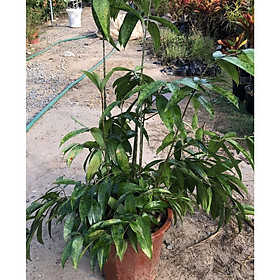 Mua Cây trúc nhật xanh cao 1m2  bụi to khỏe lá vươn dài cần câu dễ chăm sóc thích hợp trang trí nội thất