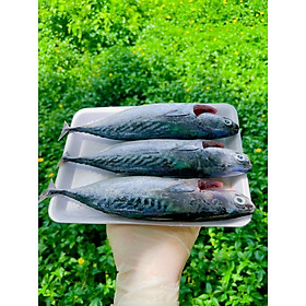 Cá ngừ làm sạch - Khay 500g