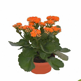 Chậu Cây Hoa Sống Đời Màu Cam
