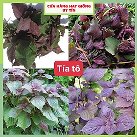 Mua Hạt giống tía tô dễ trồng kháng bệnh tốt năng suất cao gói 300 hạt cửa hàng hạt giống uy tín