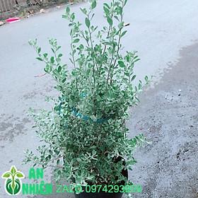 Mua Tuyết Sơn Phi Hồng Bụi Lớn