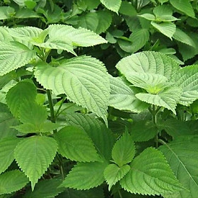 Mua Hạt giống Rau Kinh Giới Dễ Trồng ( Gói 1gram ) - Hạt giống rau củ quả