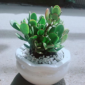 Mua Chậu Cây Ngọc Bích