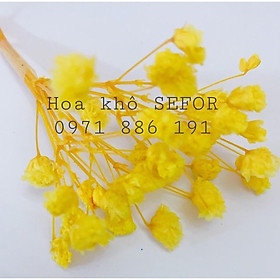 Mua Baby vụn Hoa Baby Hoa khô làm thiệp  đồ handmad  đổ resin