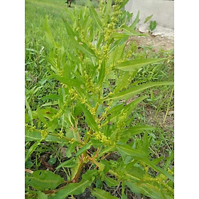 01Kg Cây Chút Chít Khô Loại 1 981SP