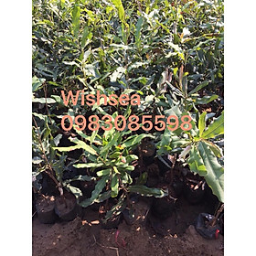 Cây mắc ca ghép nhanh ra quả