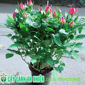 Mua Hoa Hồng Màu Hồng