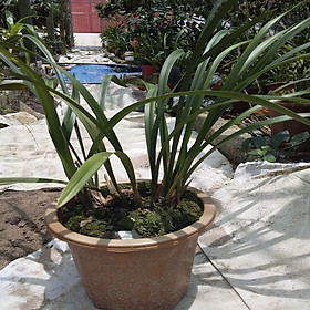 Địa Lan Tố Tâm