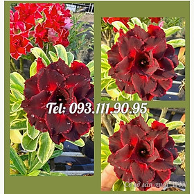 Mua Hạt giống hoa sứ kép Thiên Vương cẩm thạch - Bịch 10 hạt – Mã số 2079