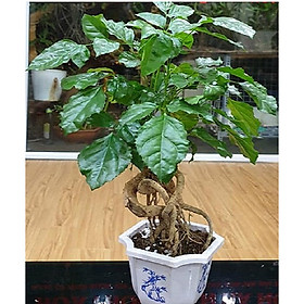 Cây Hạnh Phúc