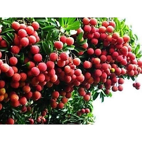 Mua sản phẩm CÂY GIỐNG VẢI LỤC NGẠN