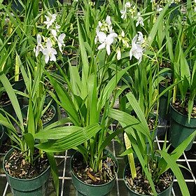 Mua CHẬU GIỐNG: HOA ĐỊA LAN CHU ĐỈNH TRẮNG