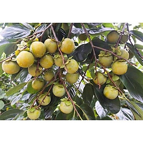 CÂY GIỐNG HỒNG GIÒN KHÔNG HẠT GIA THANH