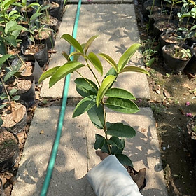 Cây mộc hương ta cao 30-40cm trồng trong bầu đen