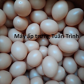 Mua Trứng gà giả